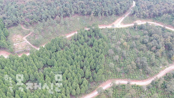 전남 보성군 봉화산 선도산림경영단지(사진=산림청)