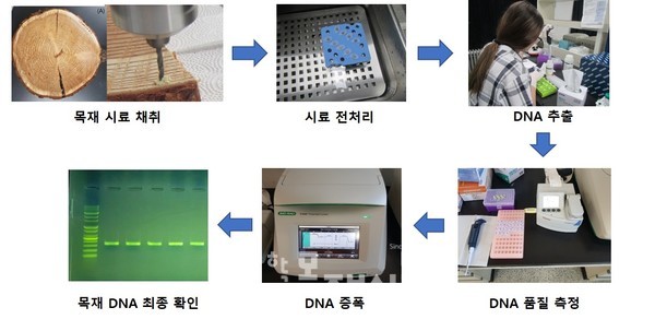 목재 DNA 추출 과정.