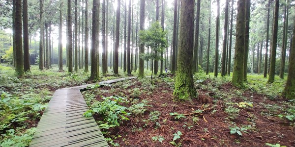 대한민국 명품 숲이 있는 한남연구시험림 내 탐방구간 삼나무전시림