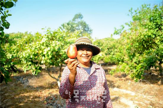대체소득작물로 키우고 있는 캐슈열매를 들고 있는 캄보디아 지역주민