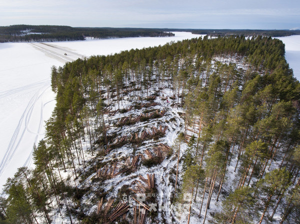 산업계 로비스트와 회원국들에 의해 제안이 약해졌습니다. 이전 초안에는 산림이 “지속가능하게” 관리되고 있는지 평가하기 위한 필수지표가 포함되어 있습니다. Photo: Greenpeace Finland