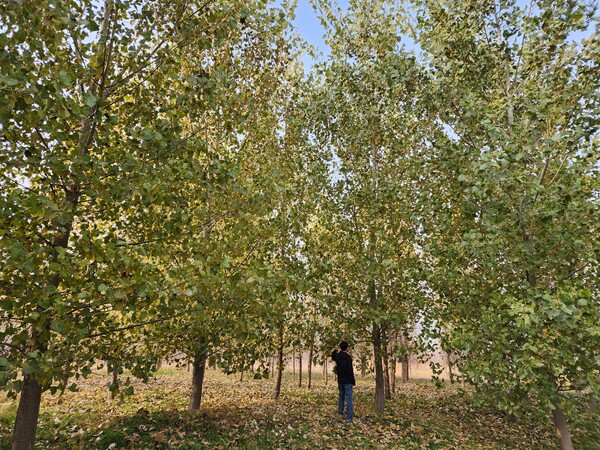한강 탄소상쇄숲 포플러나무 생육 사진