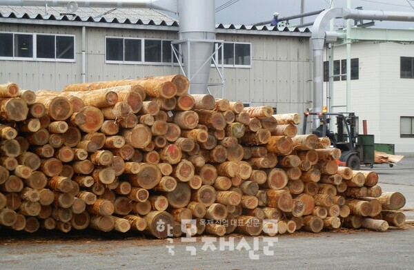 사진 4) 일본 합판 공장에서 작업 대기 중인 국산재 삼나무 원목 .