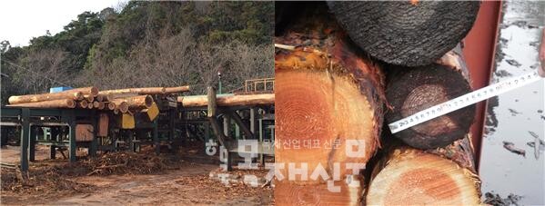 사진 1. 일본 합판공장의 소경목 투입 전과 실제 15cm인 원목경.
