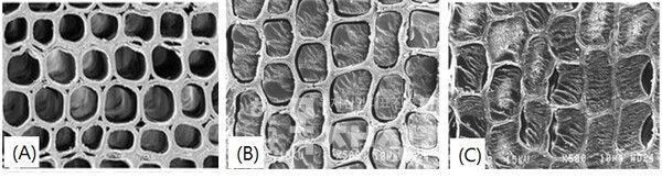 그림 1. 목재의 세포내강이 비어 있는 상태(A), 함침된 수지가 목재와 결합되지 않은 상태(B), 및 함침수지가 목재와 서로 결합된 상태의 SEM 사진(C)).