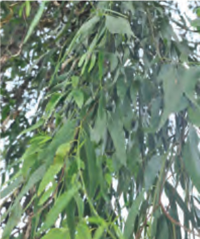 유칼립투스 카맬둘렌시스 잎.