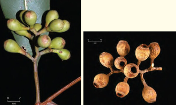 유칼립투스 시트리오도라 열매.