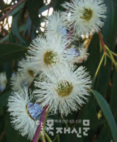 유칼립투스 디글럽타 꽃.