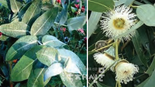 유칼립투스 글로불루스 잎(좌)과 꽃(우).