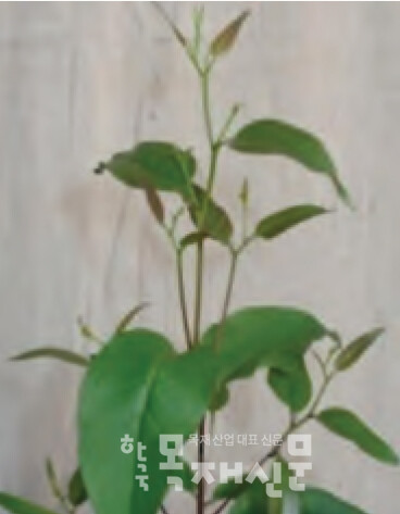 유칼립투스 레그난스 잎.