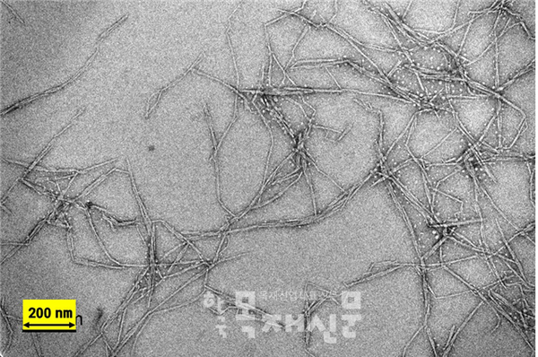 나노셀룰로오스 현미경 확대 사진.
