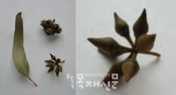 유칼립투스 테레티코르니스 잎과 열매.