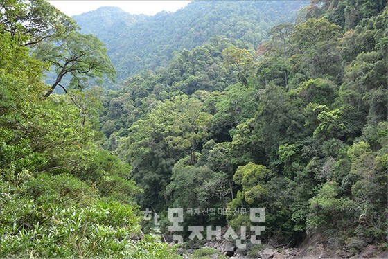 베트남 Thua Thien Hue 지역의 산림.