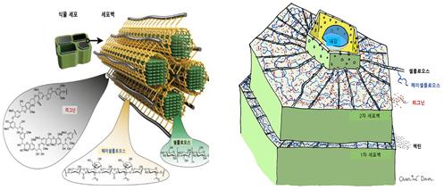 그림 8. 식물 세포벽의 구성 요소와 구조(좌) 및 세포벽의 형성 과정 모식도(우)