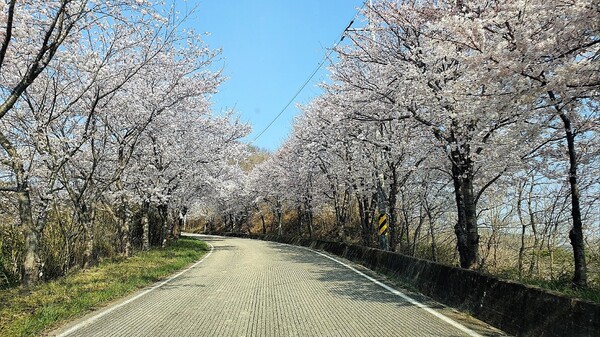 사진4. 백운산자연휴양림 벚꽃