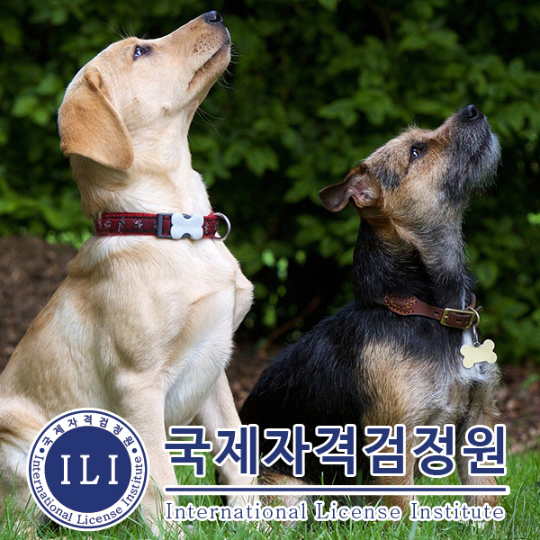 무료로 반려동물 자격증 배우기