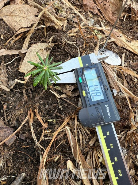 다음 숲을 이어 갈 아기 구상나무