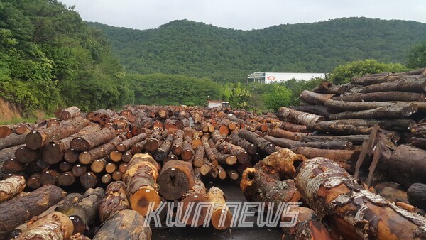 일본의 산림에서 생산된 목재를 경매하는 기후현 의 平野(히라노)木材